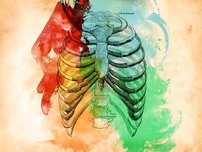 胸郭部のイラスト