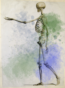 骸骨画像着色有り