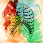 胸郭部のイラスト